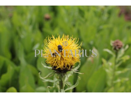 70134 chrpa zlutokveta centaurea macrocephala kvetnik o prumeru 11 cm