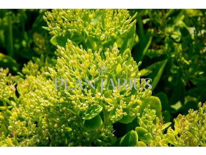 70137 rozchodnik nadherny hot stuff sedum spectabile hot stuff kvetnik o prumeru 11 cm
