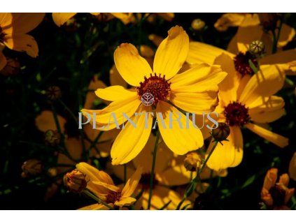 70146 krasnoocko preslenite imperial sun coreopsis verticillata imperial sun kvetnik o prumeru 11 cm