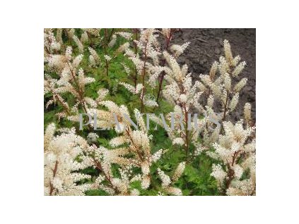 70179 udatna charakter aruncus aethusifolius charakter kvetnik o prumeru 11 cm