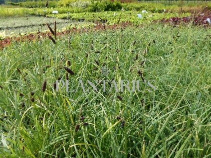70182 ostrice tmava carex atrata kvetnik o prumeru 11 cm