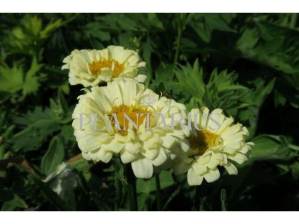 70203 kopretina nejvetsi real dream leucanthemum maximum real dream kvetnik o prumeru 11 cm