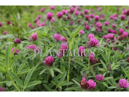 70284 jetel alpinsky trifolium alpestre kvetnik o prumeru 11 cm