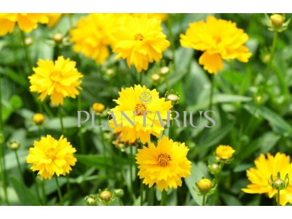 70332 krasnoocko velkokvete presto coreopsis grandiflora presto kvetnik o prumeru 11 cm