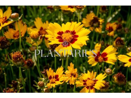 70335 krasnoocko velkokvete sunkiss coreopsis grandiflora sunkiss kvetnik o prumeru 11 cm