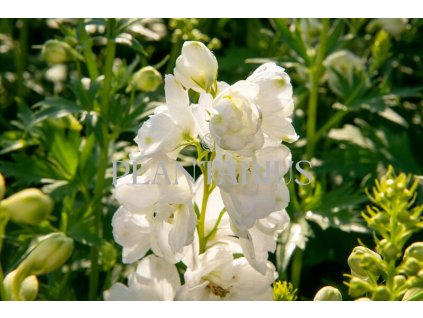 70338 ostrozka jupiter white delphinium x cultorum jupiter white kvetnik o prumeru 11 cm