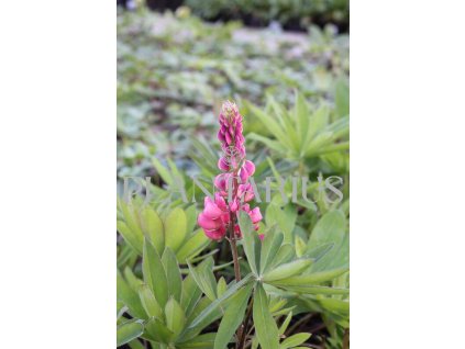 70362 lupina mnoholista russel edelknabe rot lupinus polyphyllus russel edelknabe rot kvetnik o prumeru 11 cm