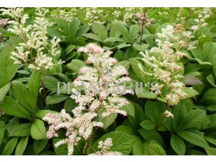 70365 rodgersie rodgersia henrici kvetnik o prumeru 11 cm