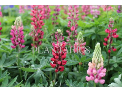 70371 lupina russell mein schlo lupinus polyphyllus russell mein schlo kvetnik o prumeru 11 cm