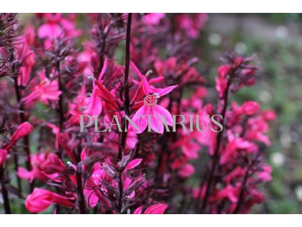70500 lobelka fanship deep rose lobelia speciosa fanship deep rose kvetnik o prumeru 11 cm