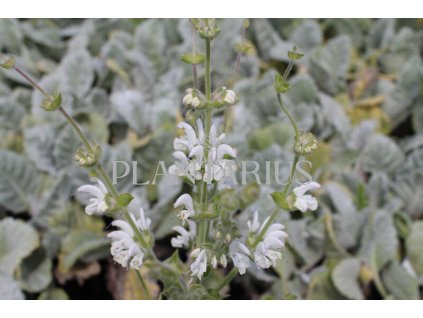 70524 salvej stribrita salvia argentea kvetnik o prumeru 11 cm