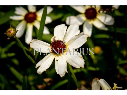 70545 krasnoocko preslenite fool s gold coreopsis verticillata fool s gold kvetnik o prumeru 11 cm