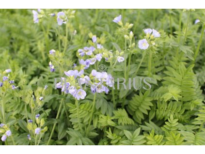 70680 jirnice northern lights polemonium northern lights kvetnik o prumeru 11 cm