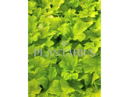 70683 dluzicha citronelle heuchera hybrida citronelle kvetnik o prumeru 11 cm