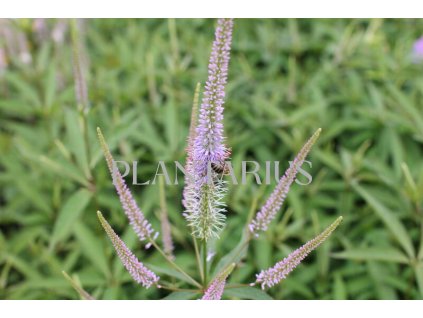 70686 rozrazilovec virzinsky fascination veronicastrum virginicum fascination kvetnik o prumeru 11 cm