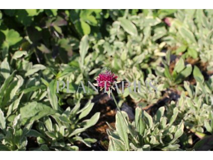 70713 chrastavec thunder and lightning knautia macedonica thunder and lightning kvetnik o prumeru 11 cm