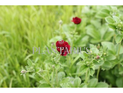 70734 mochna flamboyant potentilla flamboyant kvetnik o prumeru 11 cm