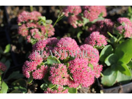 70806 rozchodnik nachovy autumn fire sedum telephium autumn fire kvetnik o prumeru 11 cm
