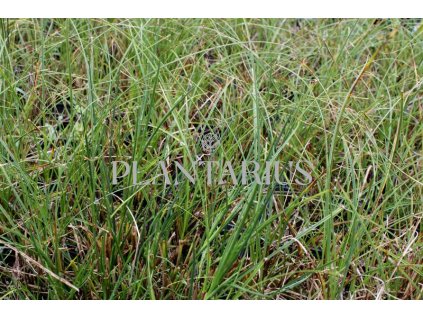 70821 ostrice pisecna carex arenaria kvetnik o prumeru 11 cm