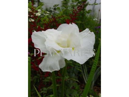 70869 kosatec frosted pyramid iris ensata frosted pyramid kvetnik o prumeru 11 cm