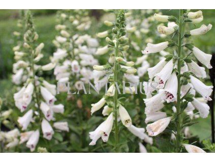 70893 naprstnik cerveny pollux white digitalis purpurea pollux white kvetnik o prumeru 11 cm