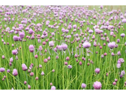 Pažitka pobřežní 'Bohemia' / Allium schoenoprasum 'Bohemia'