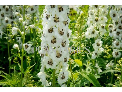 70902 ostrozka white dark bee delphinium magic fountain white dark bee kvetnik o prumeru 11 cm