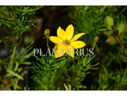 70917 krasnoocko preslenite grandiflora coreopsis verticillata grandiflora kvetnik o prumeru 11 cm