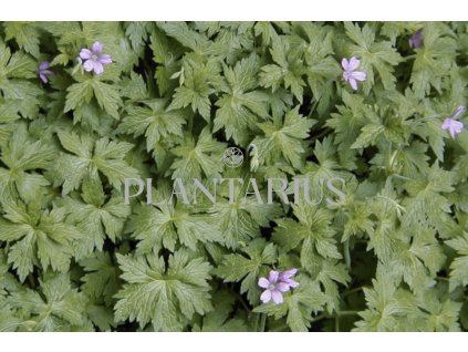 70920 kakost endressuv geranium endressii kvetnik o prumeru 11 cm