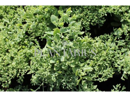 70923 rozchodnik nachovy siesta pink sedum telephium siesta pink kvetnik o prumeru 11 cm