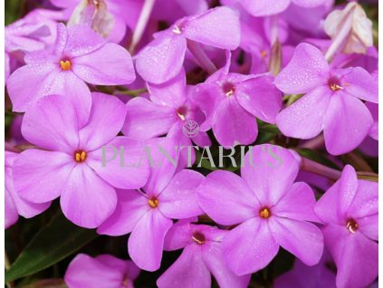 70926 plamenka forever pink phlox forever pink kvetnik o prumeru 11 cm