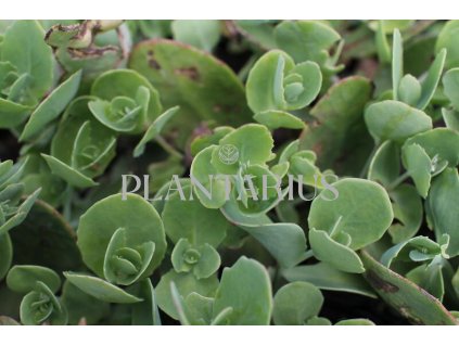 70929 rozchodnik nachovy pillow talk sedum telephium pillow talk kvetnik o prumeru 11 cm