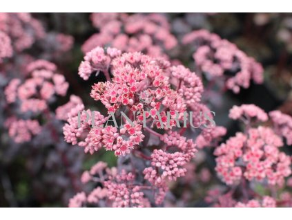 70932 rozchodnik nachovy picoletee sedum telephium picolette kvetnik o prumeru 11 cm