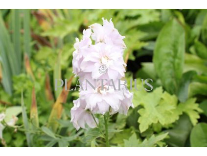 70938 ostrozka magic fountain cherry blossom delphinium magic fountain cherry blossom kvetnik o prumeru 11 cm