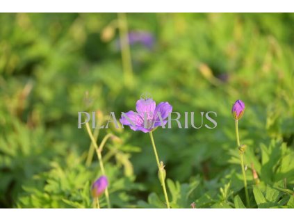 70953 kakost nimbus geranium collinum nimbus kvetnik o prumeru 11 cm
