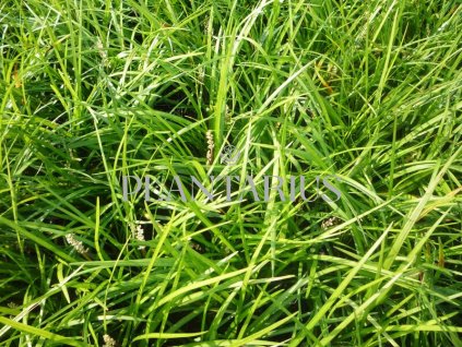 70965 liriope wildform liriope muscari wildform kvetnik o prumeru 11 cm