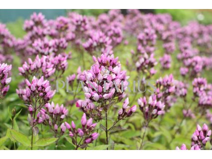 70968 plamenka latnata butonik phlox paniculata butonik kvetnik o prumeru 11 cm