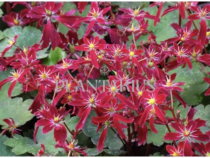 70971 lomikamen beni tsukasa saxifraga fortunei beni tsukasa kvetnik o prumeru 11 cm