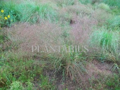 70977 milicka eragrostis spectabilis kvetnik o prumeru 11 cm