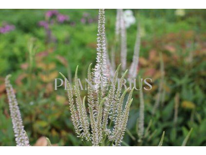71010 rozrazilovec virzinsky pink glow veronicastrum virginicum pink glow kvetnik o prumeru 11 cm