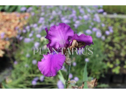 71061 kosatec sultry mood iris barbata elatior sultry mood kvetnik o prumeru 11 cm