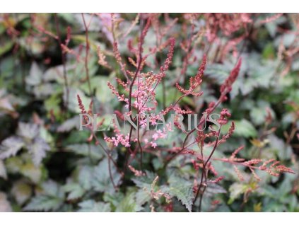 71085 cechrava dunkellachs astilbe simplicifolia dunkellachs kvetnik o prumeru 11 cm
