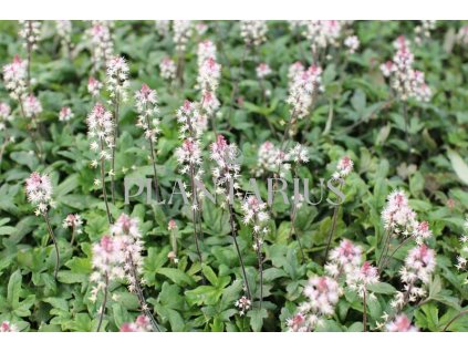 71103 mitrovnicka raspberry sundae tiarella laciniata raspberry sundae kvetnik o prumeru 11 cm