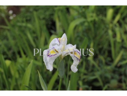 71112 kosatec cat s eye iris pseudata cat s eye kvetnik o prumeru 11 cm