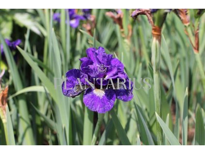 71118 kosatec sibirsky concord crush iris sibirica concord crush kvetnik o prumeru 11 cm