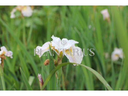 71127 kosatec sibirsky lemon veil iris sibirica lemon veil kvetnik o prumeru 11 cm