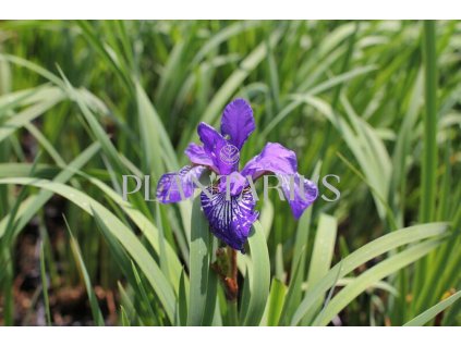 71130 kosatec sibirsky shaker s prayer iris sibirica shaker s prayer kvetnik o prumeru 11 cm
