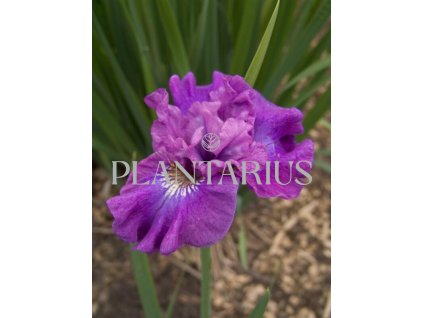 71133 kosatec sibirsky rosy bows iris sibirica rosy bows kvetnik o prumeru 11 cm