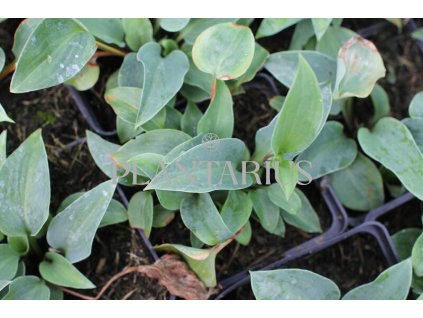 71178 bohyska red cadet hosta red cadet kvetnik o prumeru 11 cm