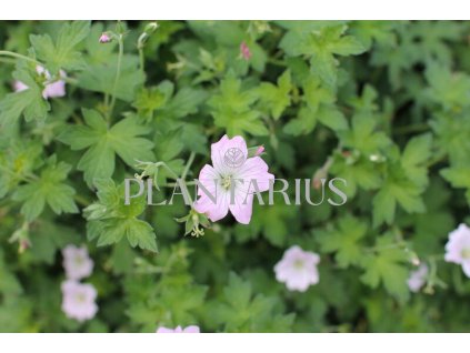 71181 kakost dreamland geranium dreamland kvetnik o prumeru 11 cm